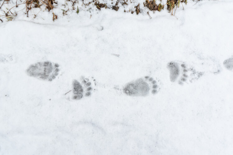 How to Identify Animal Tracks and Other Wildlife Signs
